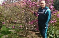 АЛАРМА! Столична община сече дървета от времето на Фердинанд! Ще сади МАГНОЛИИ!