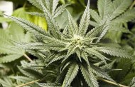 Във Варна МВР разкри две оранжерии за марихуана