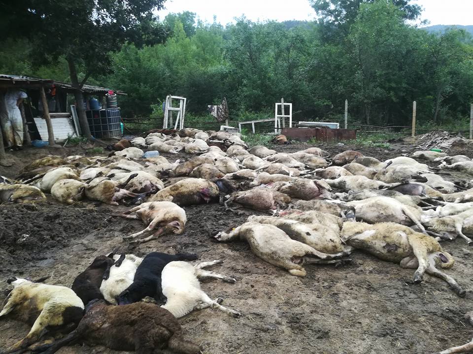 Турска фирма с участието на Бойко Борисов, стоят зад масовото изтребване на животните в Странджа…
