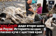 Туинс кредит даде втори шанс на Роузи: Историята на едно спасено куче с щастлив край