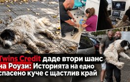 Туинс кредит даде втори шанс на Роузи: Историята на едно спасено куче с щастлив край